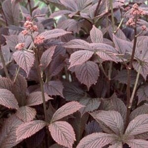 Rodgersia pinnata 'Chocolate Wings' P9 - afbeelding 1