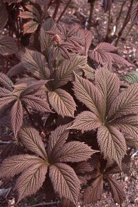 Rodgersia pinnata 'Chocolate Wings' P9 - afbeelding 2