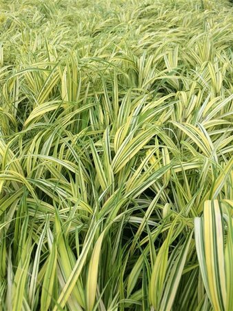 Hakonechloa macra 'Aureola' P9 - afbeelding 7