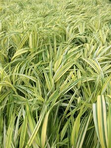 Hakonechloa macra 'Aureola' P9 - afbeelding 7