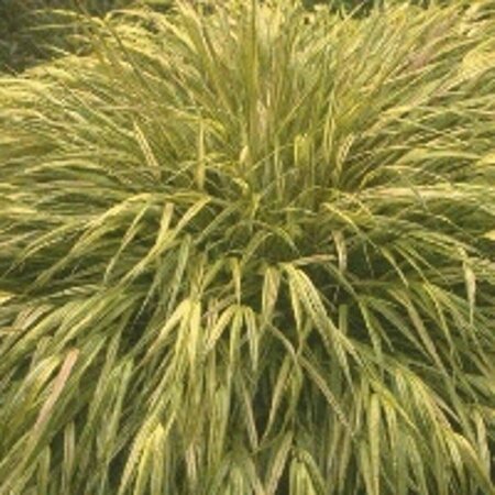 Hakonechloa macra 'Aureola' P9 - afbeelding 5