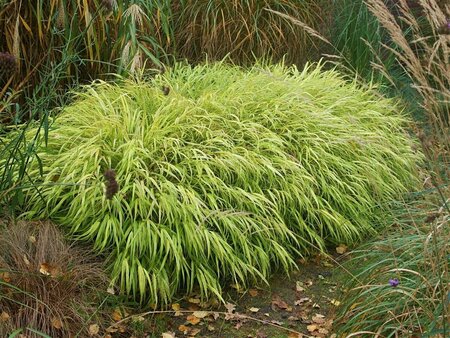 Hakonechloa macra 'Aureola' P9 - afbeelding 2