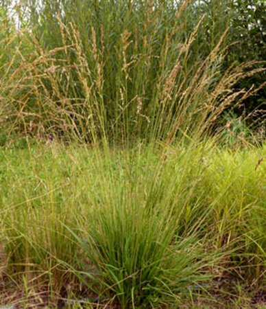 Molinia caerulea 'Poul Petersen' P9 - afbeelding 1