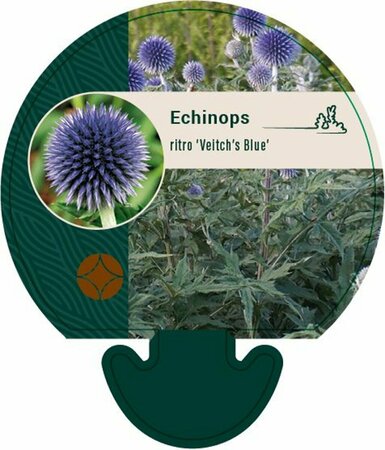 Echinops ritro 'Veitch's Blue' P9 - afbeelding 2