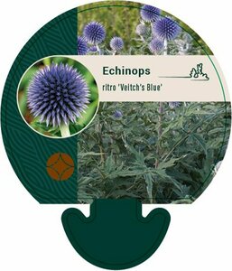 Echinops ritro 'Veitch's Blue' P9 - afbeelding 2