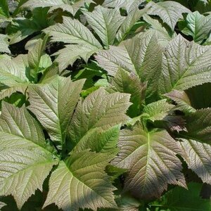 Rodgersia podophylla 'Braunlaub' P9 - afbeelding 2