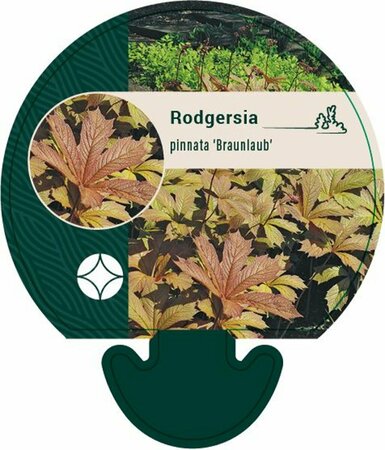 Rodgersia podophylla 'Braunlaub' P9 - afbeelding 1