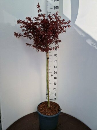 Acer palmatum 'Skeeter's Broom' 150/175 C. - afbeelding 3