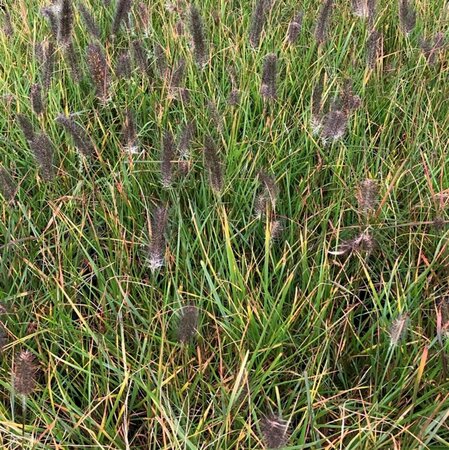 Pennisetum alopecuroides viridesc. C5 - afbeelding 2