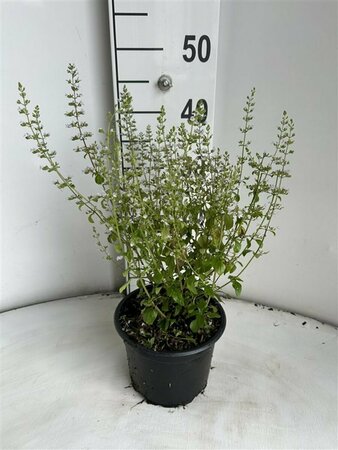 Calamintha nepeta nepeta C2 - afbeelding 2
