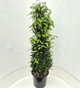 Taxus baccata 40/50 C. Bol - afbeelding 7