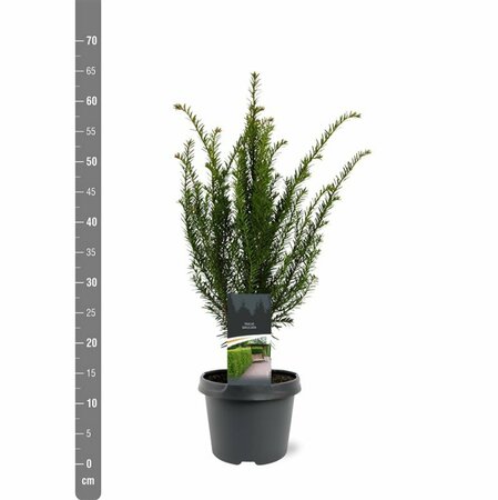 Taxus baccata 40/50 C. Bol - afbeelding 34