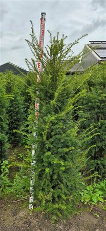 Taxus baccata 40/50 C. Bol - afbeelding 12