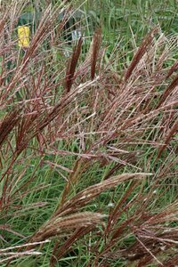 Miscanthus sinensis 'Red Chief' P9 - afbeelding 1