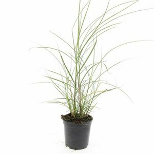 Miscanthus sinensis 'Red Chief' P9 - afbeelding 5