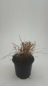 Miscanthus sinensis 'Red Chief' P9 - afbeelding 3