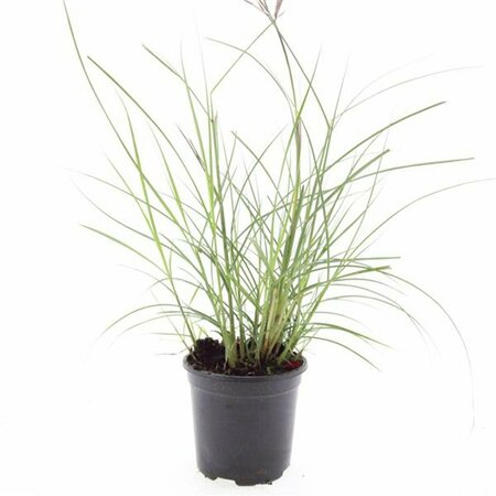 Miscanthus sinensis 'Red Chief' P9 - afbeelding 2