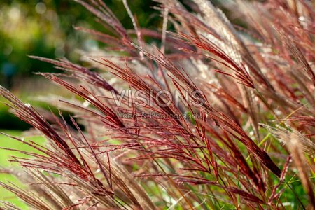 Miscanthus sinensis 'Red Chief' P9 - afbeelding 8