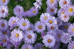 Aster dumosus 'Lady in Blue' P9 - afbeelding 3