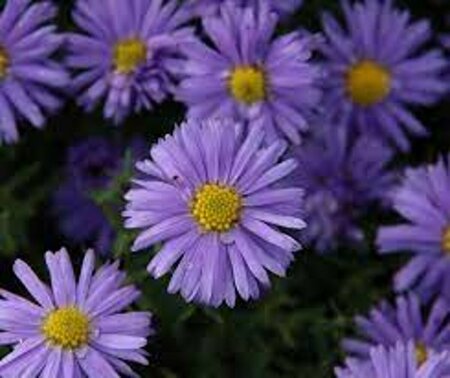Aster dumosus 'Lady in Blue' P9 - afbeelding 4