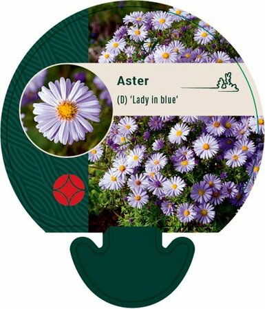 Aster dumosus 'Lady in Blue' P9 - afbeelding 7