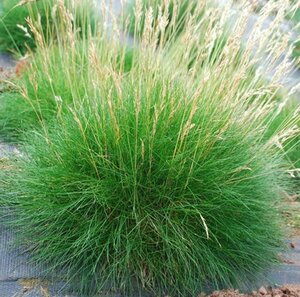 Festuca gautieri P9 - afbeelding 2