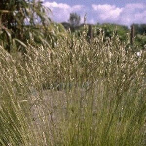 Festuca gautieri P9 - afbeelding 3