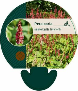 Persicaria amplexicaulis 'Inverleith' P9 - afbeelding 1