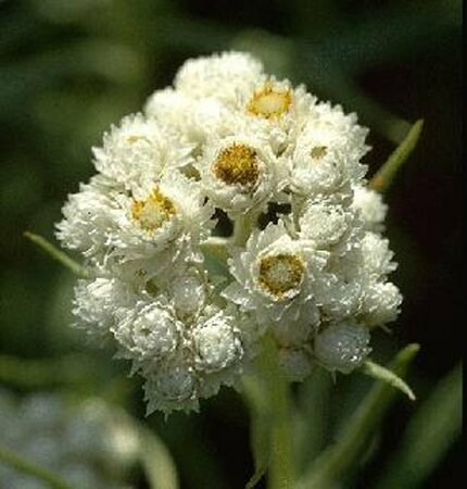 Anaphalis triplinervis P9 - afbeelding 2