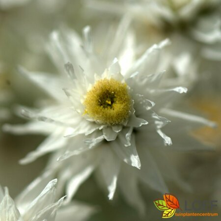 Anaphalis triplinervis P9 - afbeelding 3