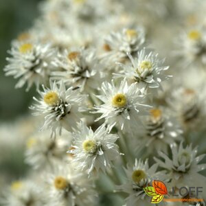 Anaphalis triplinervis P9 - afbeelding 5