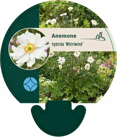Anemone hybrida 'Whirlwind' P9 - afbeelding 5