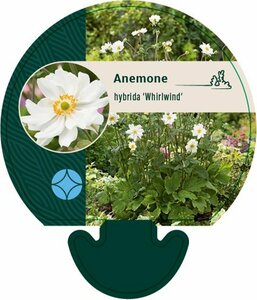 Anemone hybrida 'Whirlwind' P9 - afbeelding 5