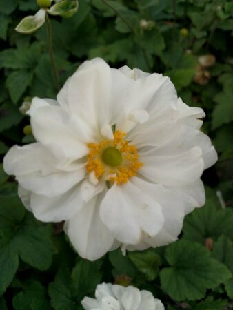 Anemone hybrida 'Whirlwind' P9 - afbeelding 4