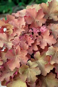 Heuchera 'Caramel' P9 - afbeelding 1