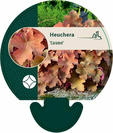 Heuchera 'Caramel' P9 - afbeelding 5