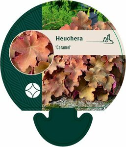 Heuchera 'Caramel' P9 - afbeelding 5