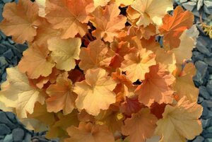 Heuchera 'Caramel' P9 - afbeelding 4