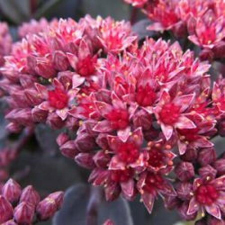 Sedum 'José Aubergine' P9 - afbeelding 1