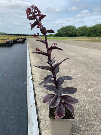 Sedum 'José Aubergine' P9 - afbeelding 3