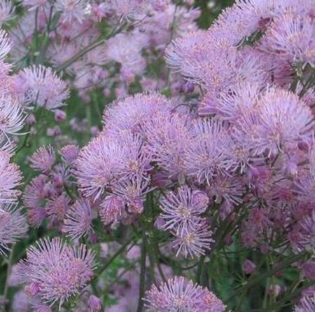 Thalictrum aquilegiifolium 'Thundercloud' P9 - afbeelding 1