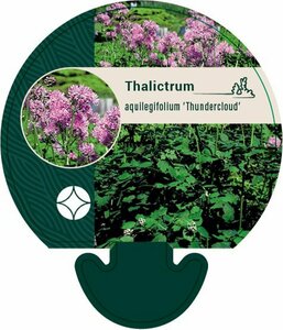 Thalictrum aquilegiifolium 'Thundercloud' P9 - afbeelding 4