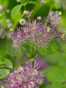 Thalictrum aquilegiifolium 'Thundercloud' P9 - afbeelding 2