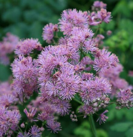 Thalictrum aquilegiifolium 'Thundercloud' P9 - afbeelding 3