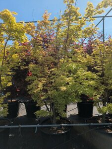 Acer palmatum 'Sangokaku' 150/175 C. - afbeelding 2