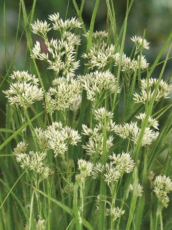 Luzula nivea P9 - afbeelding 3