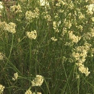 Luzula nivea P9 - afbeelding 2