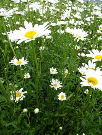 Leucanthemum vulgare 'Maikönigin' P9 - afbeelding 2