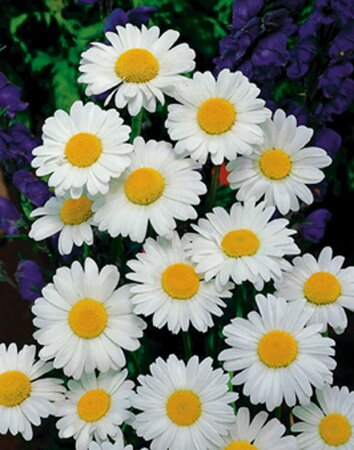 Leucanthemum vulgare 'Maikönigin' P9 - afbeelding 4