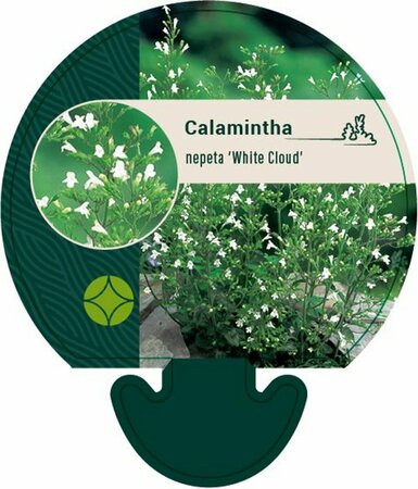 Calamintha n. 'White Cloud' P9 - afbeelding 1
